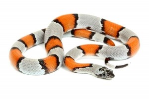 Lampropeltis alterna, mâle subadulte